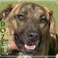 CHA Pet of the Week: Dozer