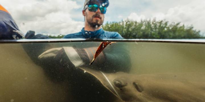 Endangered Sawfish safely rescued and relocated from Bishop Harbor