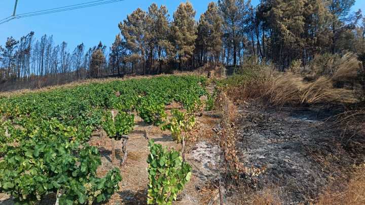 Los viñedos, el cortafuegos que ha evitado que el fuego alcance los pueblos de la comarca de Valdeorras