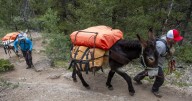 Burros replace llamas for aid at Leadville 100 Run Hope Pass