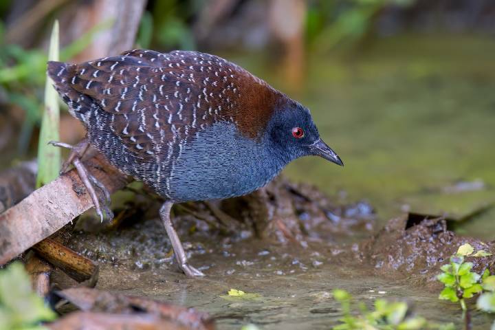A marsh bird found in Tennessee wetlands is endangered. FWS is drafting a plan.
