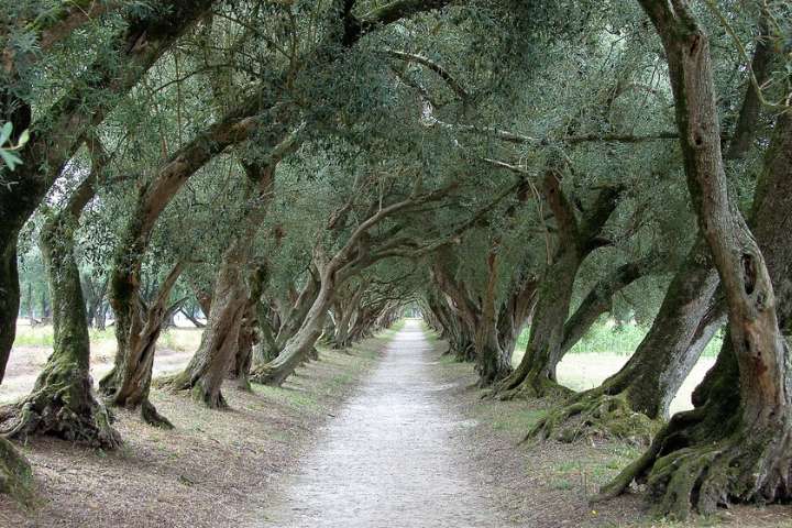 Durante siglos Galicia fue una pujante tierra de olivares con variedades únicas en el mundo. Qué lo cambió aún es un misterio