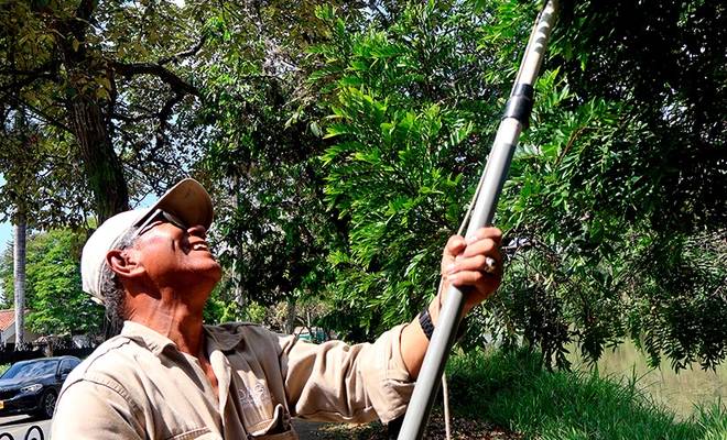 Floreció la esperanza en Cali, floreció el burilico