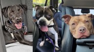 'Critical capacity': Cuyahoga County Animal Shelter slashes dog adoption fees amid overcrowding concerns