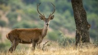 Expertos explican el origen de las protuberancias que han sido vistas en ciervos en varias ciudades de Estados Unidos