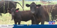 East Texas rancher affected by beef demand increases amidst cattle shortage