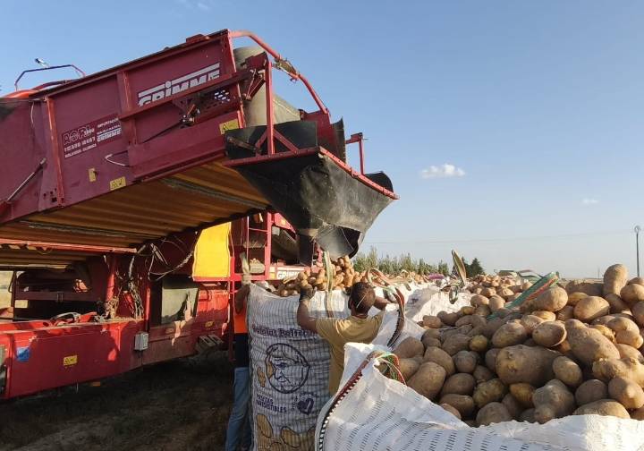 Desolación en el campo: «Europa tiene patatas para 2 años»
