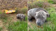 Abandoned In The Middle Of Nowhere, This Pitbull From Kentucky Had Only A Bag Of Food And No Hope