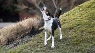 'Guess who's barking.' Can you report your neighbor's noisy dog?