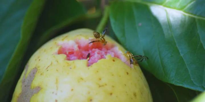 Moscas de la fruta: investigan su comportamiento para mejorar el manejo en frutales
