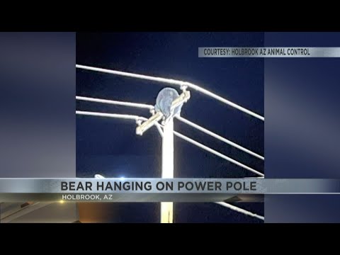 Bear safely relocated near Holbrook by Arizona Game and Fish