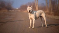 Una mujer sufrió graves lesiones tras ser atacada por dos perros de raza dogo