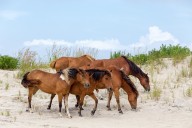 Hurricane Erin shuts down Chincoteague Beach as sand buries parking lots under five feet