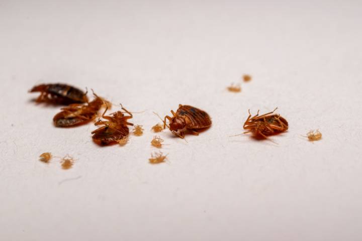 Indianapolis In Top 5 For Bedbugs