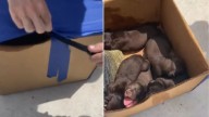 Left In A Box In An Alabama Dumpster, Five Little Puppies Were Hoping Someone Would Hear Their Cries