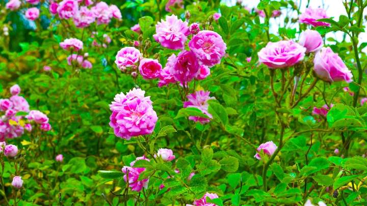 Ward off backyard intruders — 7 prickly plants to improve your home security