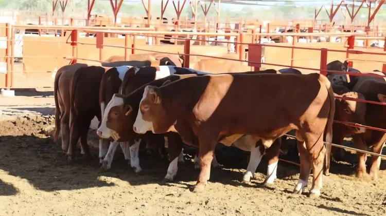 Cierre fronterizo causa millonarias pérdidas a gan...