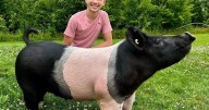 Bliss siblings raise pigs for Market Hog Show