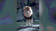 UNA shares report looking at future of lions on campus