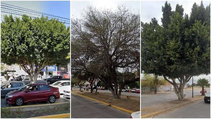 Los 100 árboles notables e históricos de San Luis Potosí: ¿dónde están y qué los hace únicos?