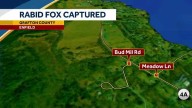 Enfield police warn public after fox tests positive for rabies