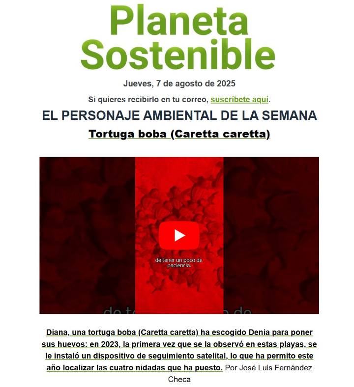Las tortugas boba (Caretta caretta) que han nacido en las playas de Denia son el personaje ambiental de la semana en Planeta Sostenible de EFEverde