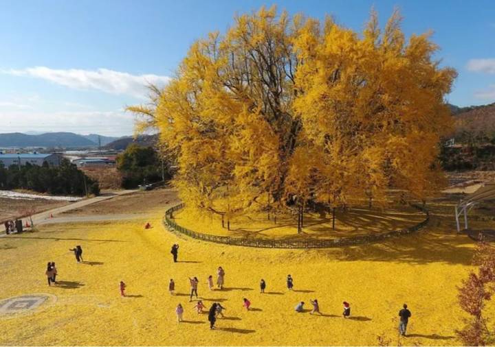 ¿Cuál es el árbol más hermoso del mundo? Los surcoreanos dicen que es el ginkgo de la aldea de Bangye