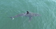 Drone video shows great white shark lurking near popular beaches in Maine, prompting police warning