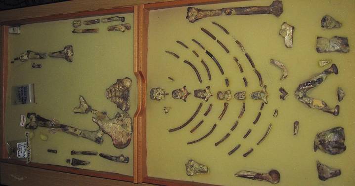Ethiopian fossil Lucy leaves for her first exhibition in Europe