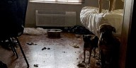 Woman charged after leaving 9 dogs, 8 puppies in a north Lincoln hotel room
