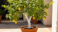 No es estética: por qué se debe pintar de blanco el tronco del limonero y cuál es su función real