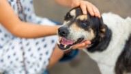 Qué significa que una persona acaricie siempre a perros en la vía pública, según la psicología y la IA