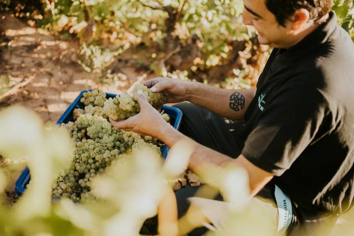El panorama favorable de los vinos blancos en España