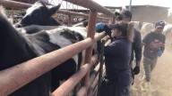 Ganaderos mantienen esperanza de reactivar exportación con carta de lineamientos