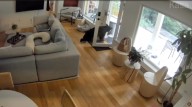 WATCH: Pomeranian Fearlessly Chases Away Bear That Wanders Into Family Home