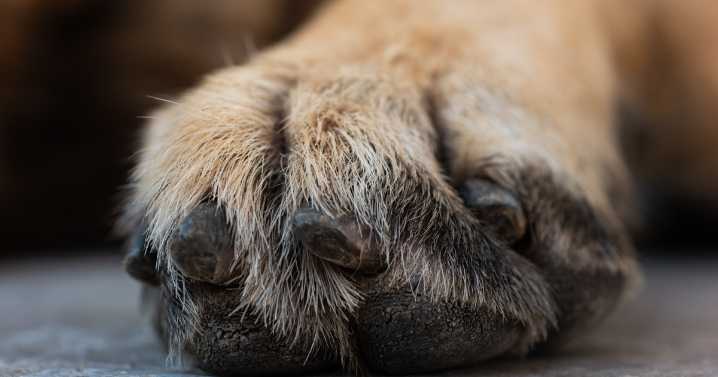 These colleges are welcoming pets in dorms to reduce students' stress and anxiety
