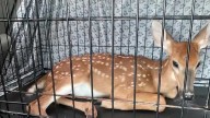 Animal activists say more could have been done to save 22 euthanized fawns in Meade County