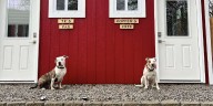 Animal sanctuary debuts tiny homes to make space for shelter pets