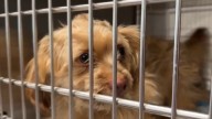 Puppy looks for new home after recovering at hospital from near drowning in Fort Lauderdale pool