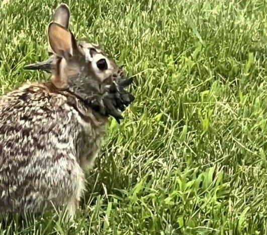'Frankenbunnies' with spikes on heads scaring Americans
