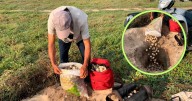 ¿Cómo va la protección a tortugas? Así han sido los operativos de Profepa