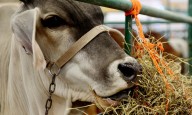 Cárnica Marfrig trata de rescindir acuerdo con Minerva para la venta de plantas en Uruguay