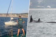 En Galicia las orcas están golpeando veleros. Y hay una razón inesperada por la que están allí: los pulpos