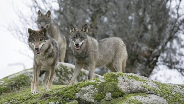 Cantabria pedirá personarse en el recurso del Defensor del Pueblo para "defender" su plan para frenar al lobo