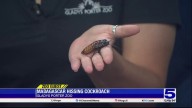 Zoo Guest: Madagascar Hissing Cockroach