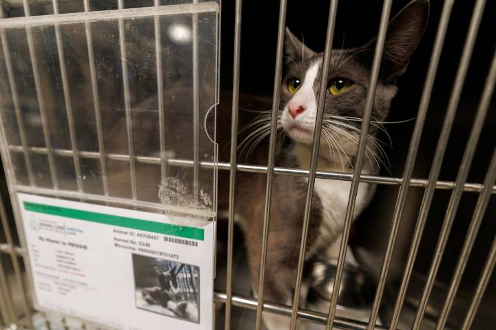 Las redadas del ICE en Los Ángeles dejan a mascotas abandonadas en refugios