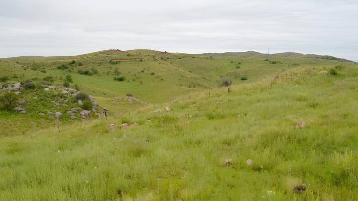 La biodiversidad oscura: un estudio global mostró las especies que se perdieron en la Argentina por el hombre