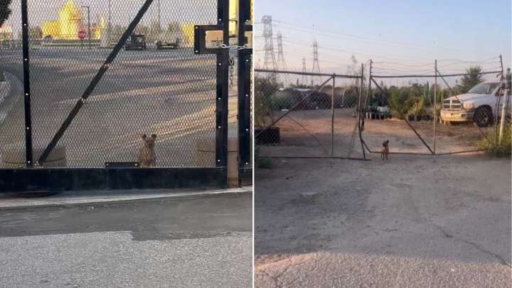 Small Dog Abandoned In Coyote Territory Leaves California Rescuers In Shock