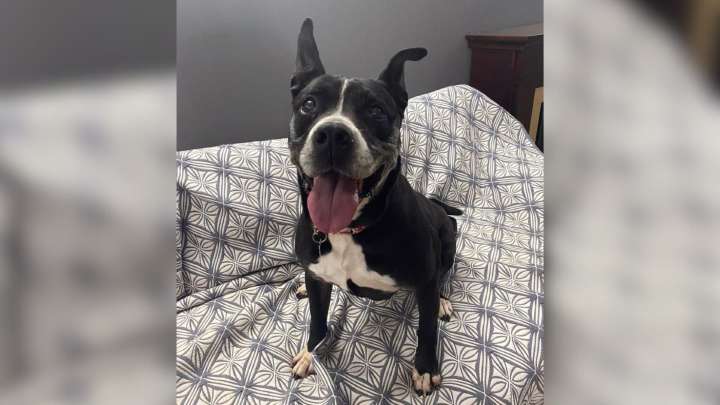 Dog Found Abandoned And Tied Up In Ohio Is In Shelter After 7 Years, Still Waiting
