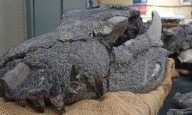 Descubren en la Patagonia una nueva especie de cocodrilo de 70 millones de años